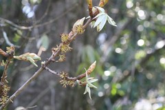 Actinodaphne malabarica